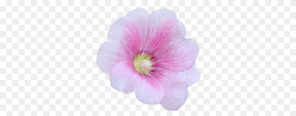 Pink Hollyhock, Anemone, Anther, Flower, Geranium Free Png