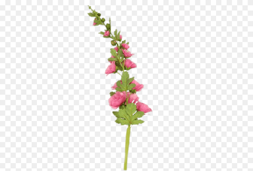 Pink Hollyhock Stem, Flower, Plant, Petal, Geranium Free Png