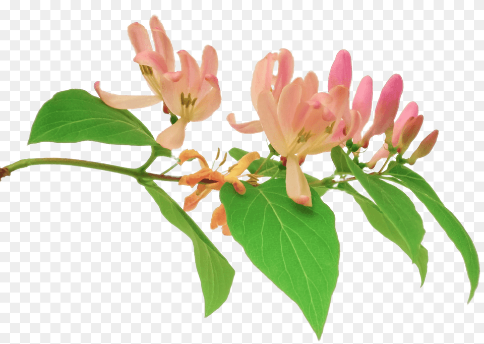 Pink Honeysuckle Branch, Anther, Flower, Leaf, Petal Png Image