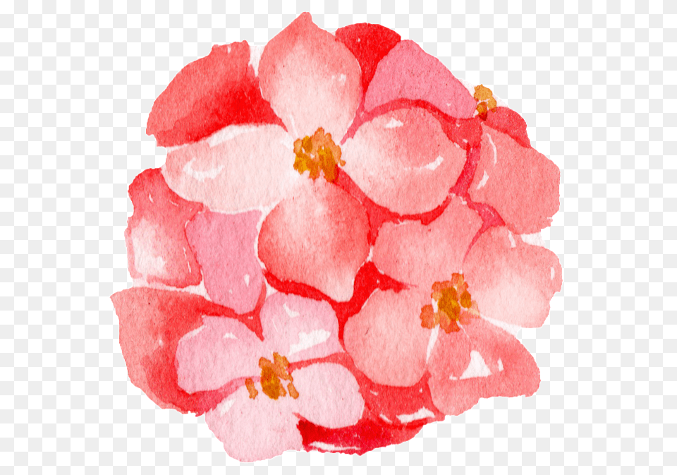 Pink Hydrangea Watercolor Hand Painted Portable Network Graphics, Flower, Geranium, Petal, Plant Png Image