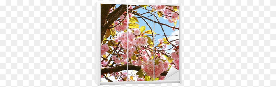 Pink Japanese Cherry Tree Blossom Wardrobe Sticker U2022 Pixers We Live To Change Girly, Flower, Plant, Cherry Blossom Free Png Download
