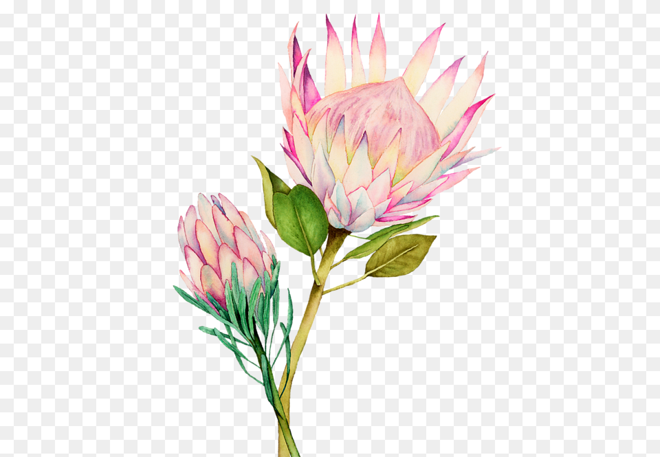 Pink King Protea Flower Watercolour, Plant, Dahlia, Graphics, Art Png Image