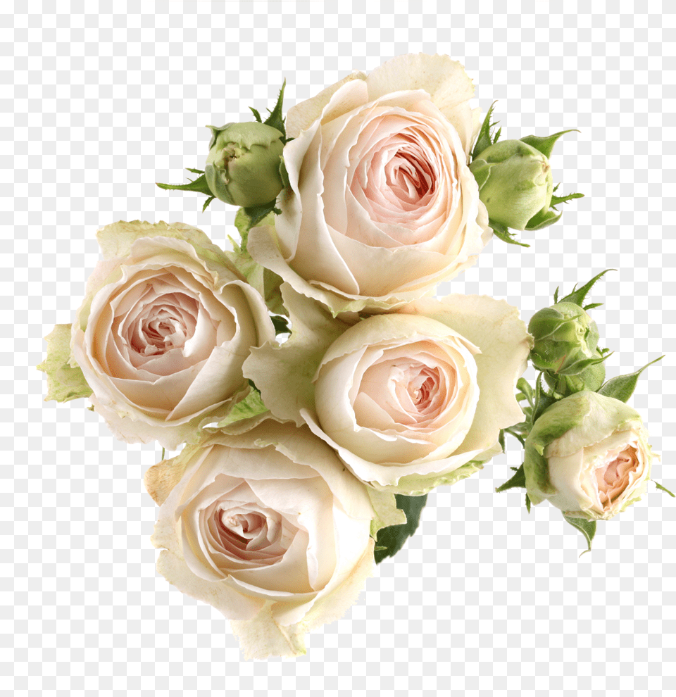 Pink Laceavailable Stem Size Garden Roses, Flower, Flower Arrangement, Flower Bouquet, Plant Png Image