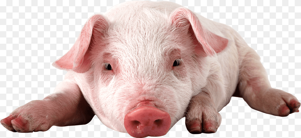 Pink Laying Baby Pig, Animal, Mammal, Hog Png