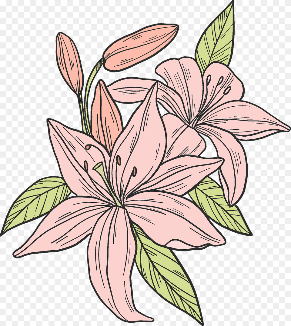 Pink Lilies Clipart, Flower, Plant, Pattern, Art Png