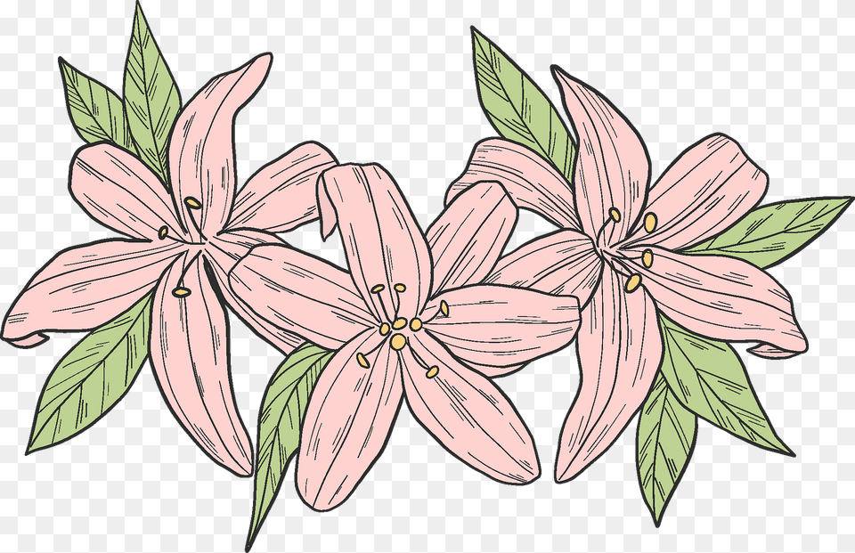 Pink Lilies Clipart, Pattern, Art, Floral Design, Flower Free Png Download