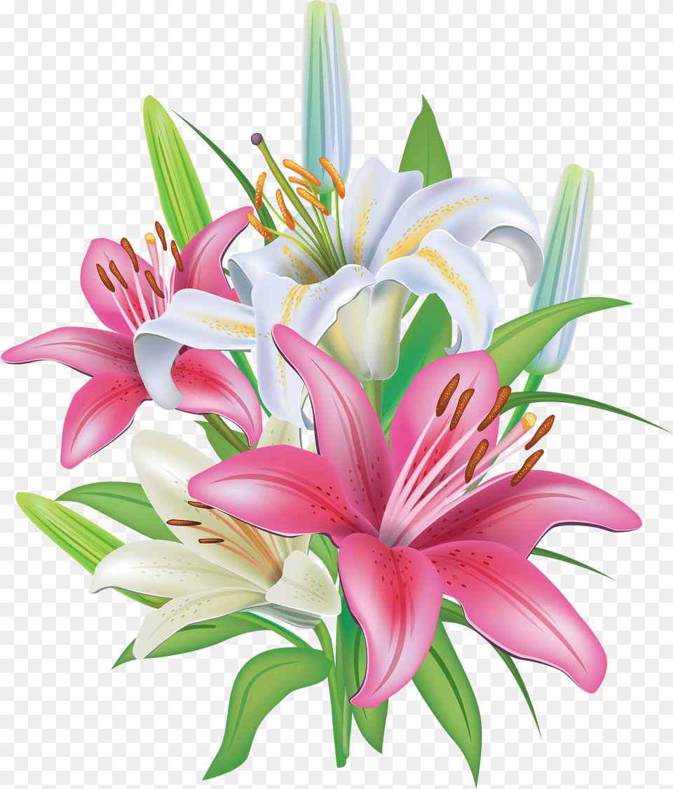 Pink Lilies Flores Transparent Lilies Clipart, Maroon Free Png Download