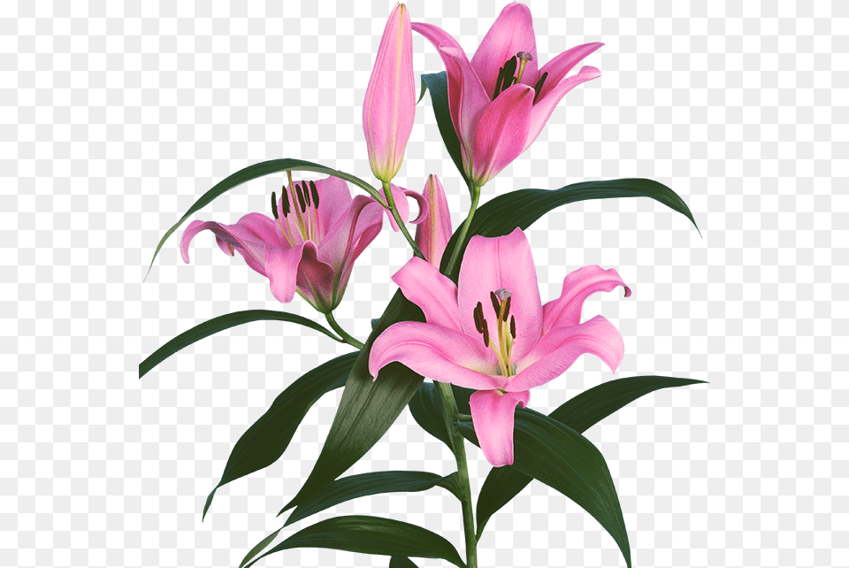 Pink Lilium, Flower, Plant, Lily Free Transparent Png