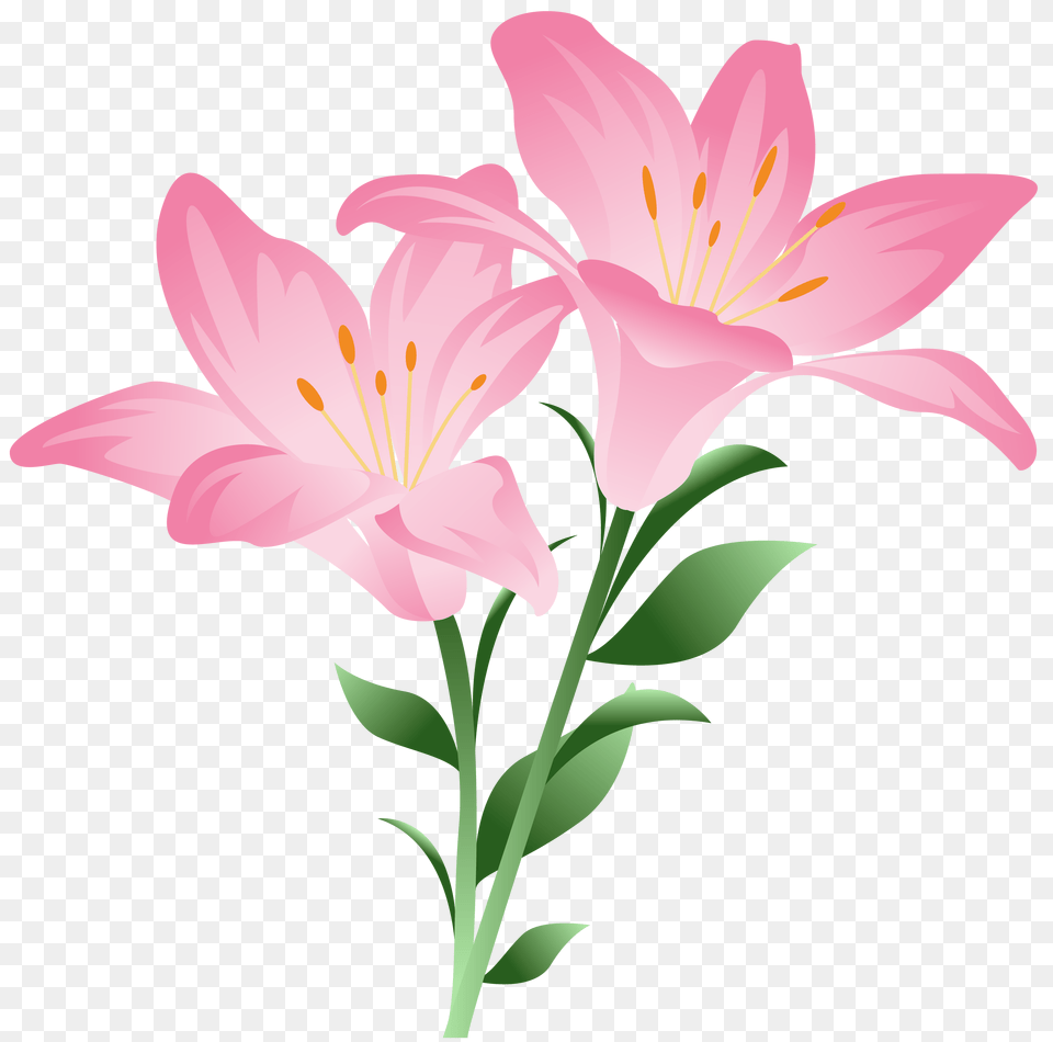 Pink Lilium Clipart, Flower, Lily, Plant, Anther Png Image