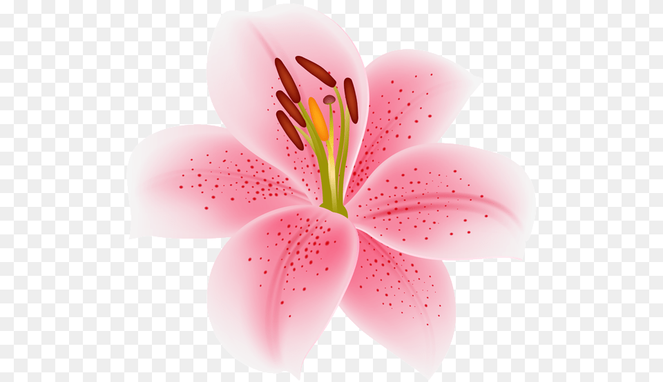 Pink Lilium Flower Transparent Stargazer Lily, Anther, Plant, Petal Png Image