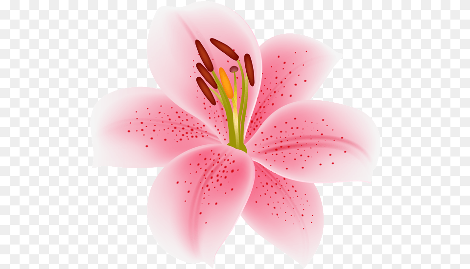 Pink Lilium Flower Transparent Image Stargazer Lily, Anther, Plant, Petal Png