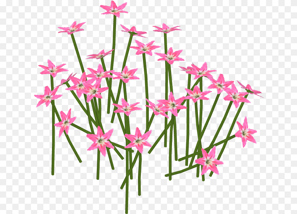 Pink Lily, Flower, Plant, Petal, Flower Arrangement Free Transparent Png