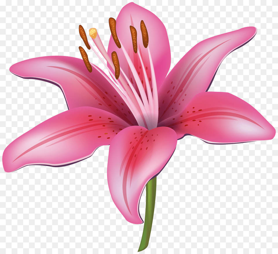 Pink Lily Cliparts, Anther, Flower, Plant, Petal Png