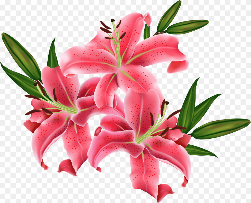 Pink Lily Cliparts Lilium, Flower, Plant, Petal Png