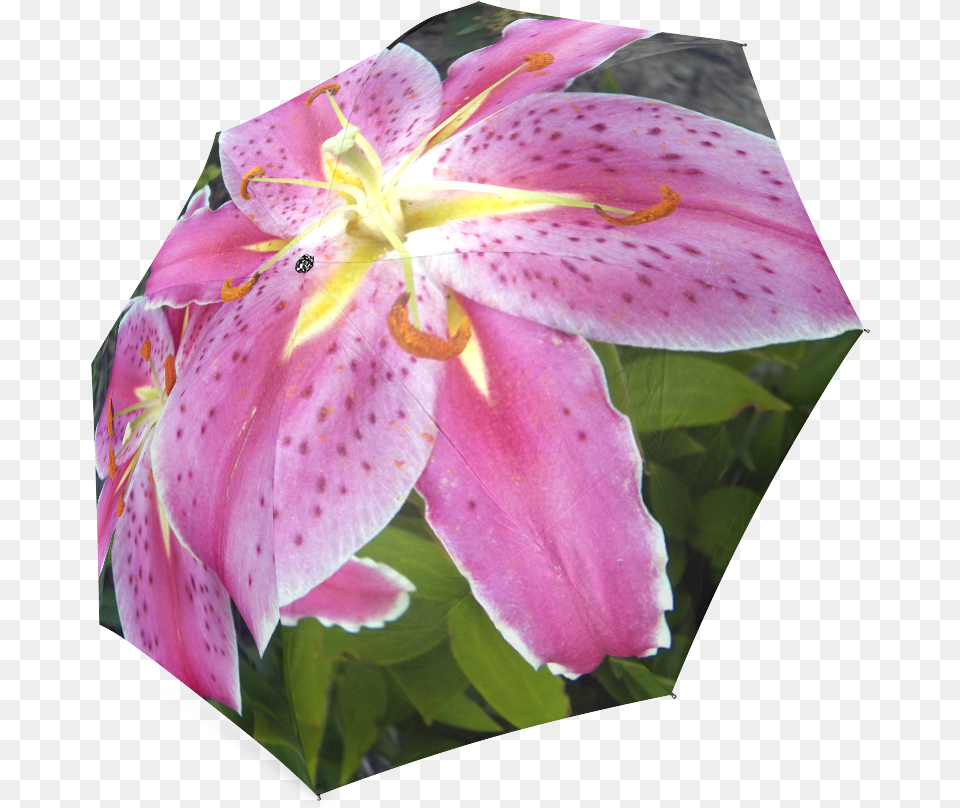 Pink Lily Dream Foldable Umbrella Tiger Lily, Flower, Petal, Plant Png