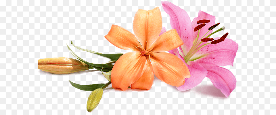 Pink Lily Flower, Plant, Anther, Flower Arrangement, Flower Bouquet Free Png