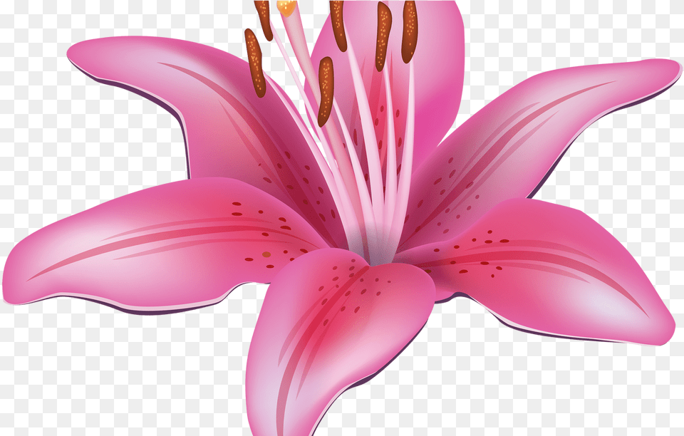 Pink Lily Flower Clipart Best Web Clipart Lilies Clipart, Petal, Plant, Anther Free Transparent Png
