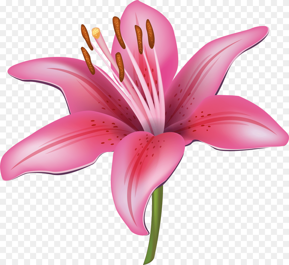 Pink Lily Flower Clipart Image Lily Flower Vector, Anther, Plant, Petal Free Transparent Png