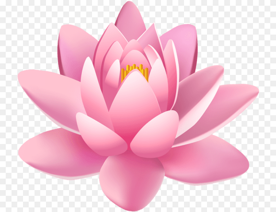 Pink Lily Flower Images Transparent Spa Background, Plant, Dahlia, Pond Lily, Petal Free Png Download