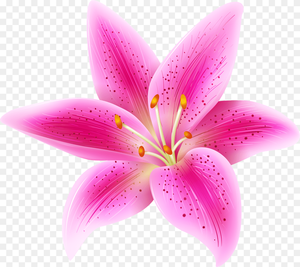 Pink Lily Flower Transparent Background Png