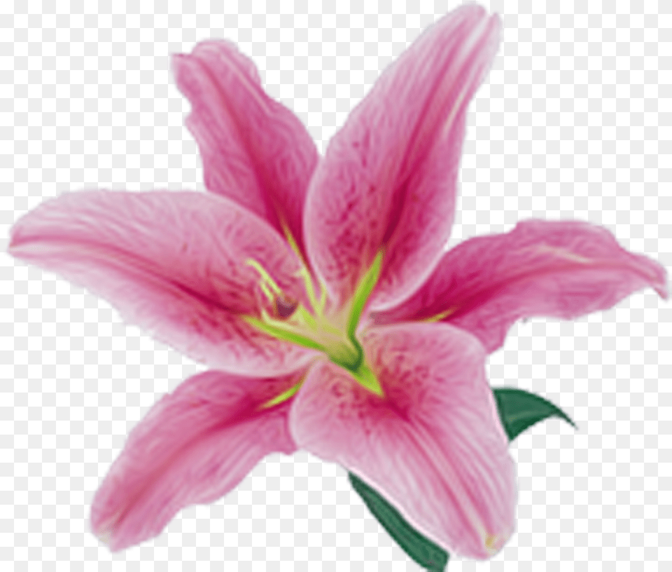 Pink Lily Flower Transparent Pink Lilies, Anther, Petal, Plant, Animal Free Png Download