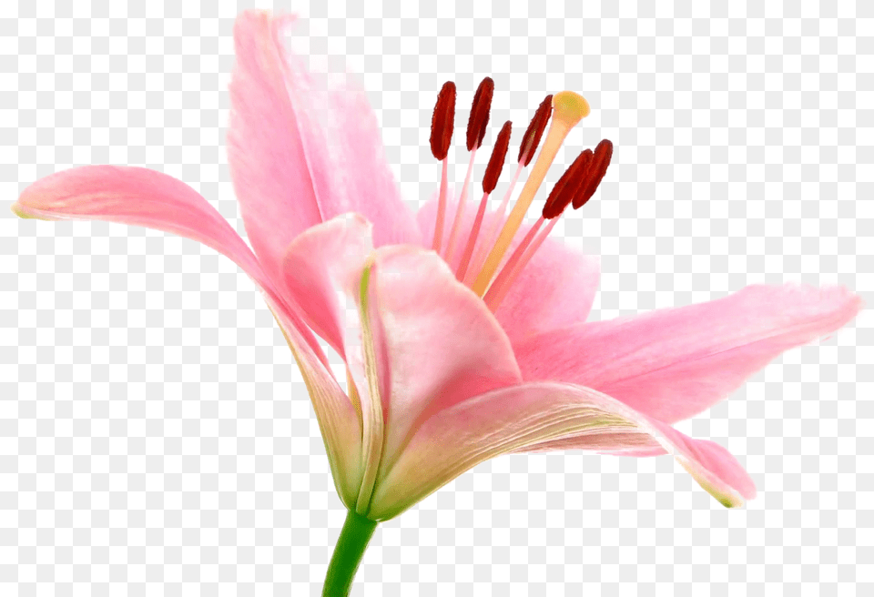 Pink Lily Image, Anther, Flower, Plant, Petal Free Transparent Png