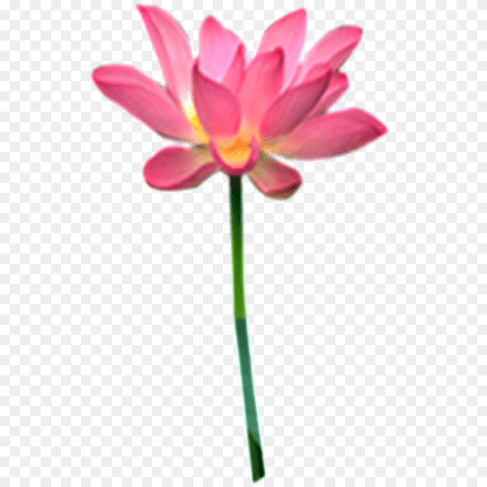 Pink Lotus Download Vector, Flower, Petal, Plant, Lily Png Image