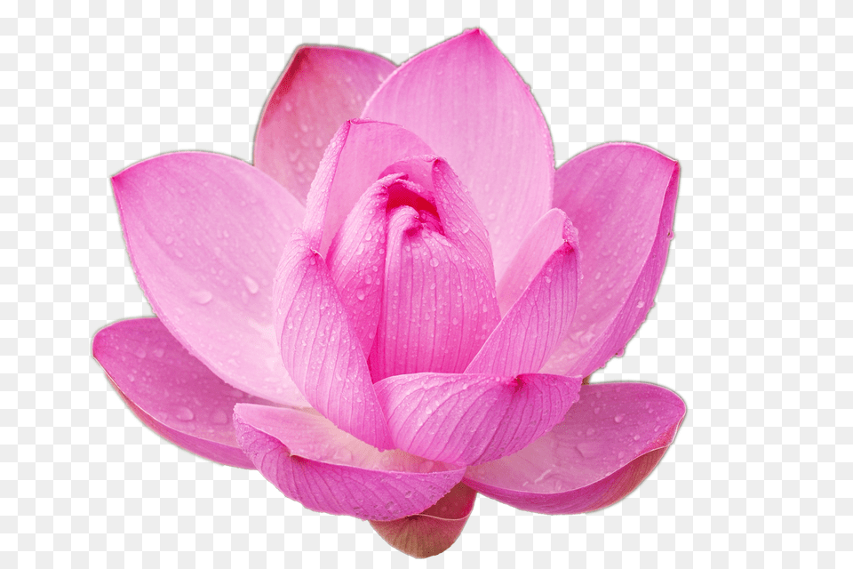 Pink Lotus File Flower Nature Cool Cool Flowers For Your Png