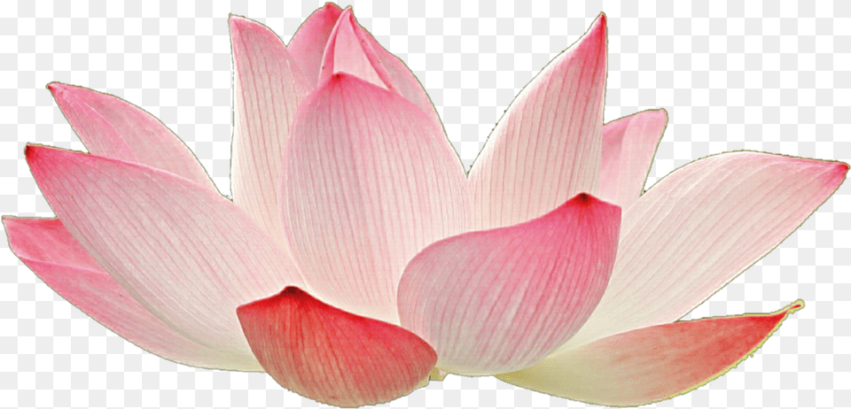Pink Lotus Flower, Dahlia, Petal, Plant, Rose Free Png