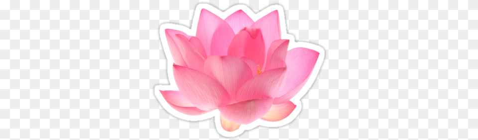 Pink Lotus Flower Background Lotus Flower Clipart, Dahlia, Petal, Plant, Lily Free Png