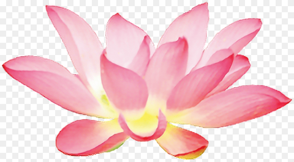Pink Lotus Flower Clipart, Petal, Plant, Lily, Rose Png