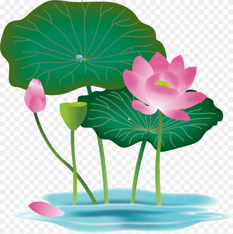 Pink Lotus Flower Clipart Lotus Flower Vector, Petal, Plant, Leaf, Lily Free Png Download