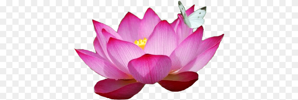 Pink Lotus Flower Most Beautiful Lotus Flower, Anemone, Petal, Plant, Anther Png Image