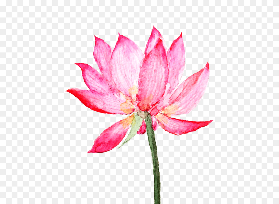 Pink Lotus Flower Painting, Anther, Dahlia, Petal, Plant Png Image