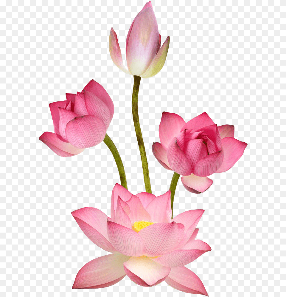 Pink Lotus Images Lotus, Flower, Petal, Plant, Rose Free Transparent Png