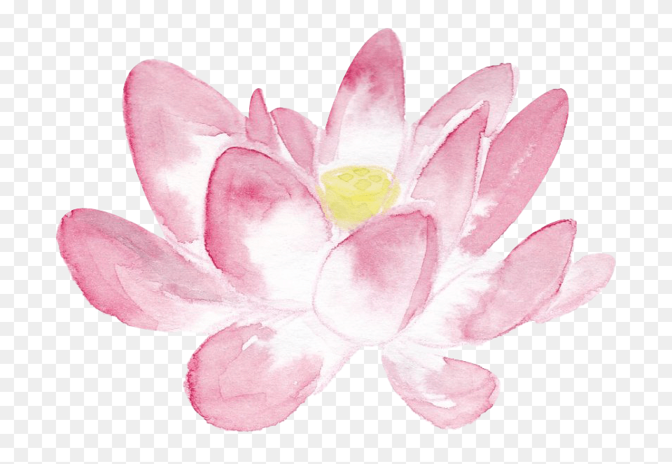 Pink Lotus In Watercolor Sacred Lotus, Flower, Petal, Plant, Rose Free Png Download