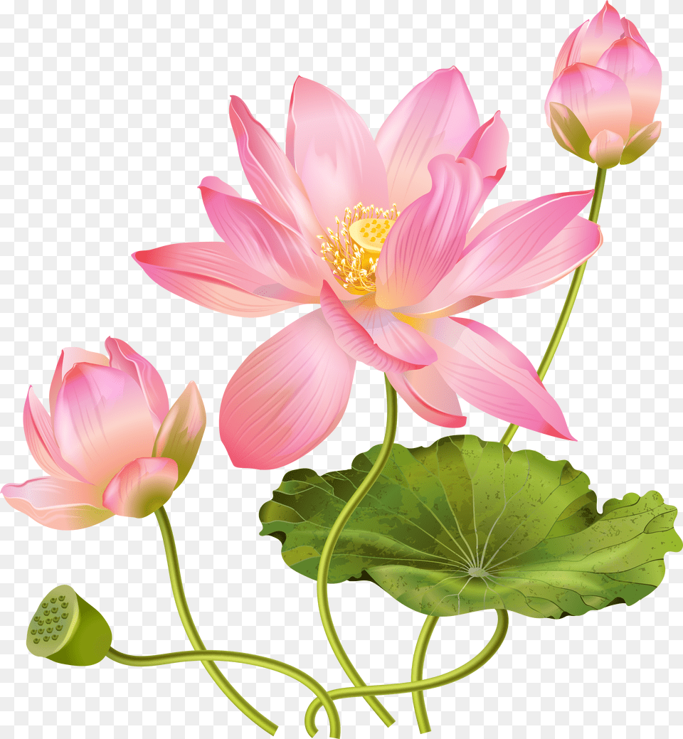 Pink Lotus Picture Transparent Lotus Flower Png