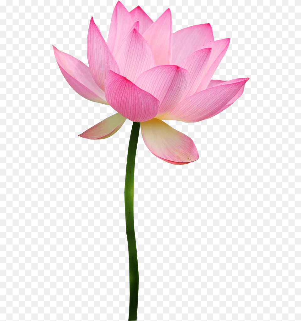 Pink Lotus Transparent Clipart Lotus Flower, Dahlia, Petal, Plant, Lily Png