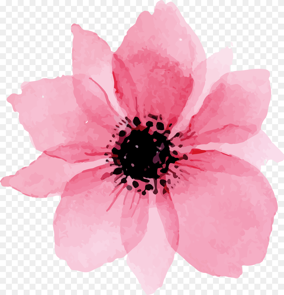 Pink Lovely Watercolor Flowers Download Pink Flower Watercolor, Anemone, Petal, Plant, Anther Free Png