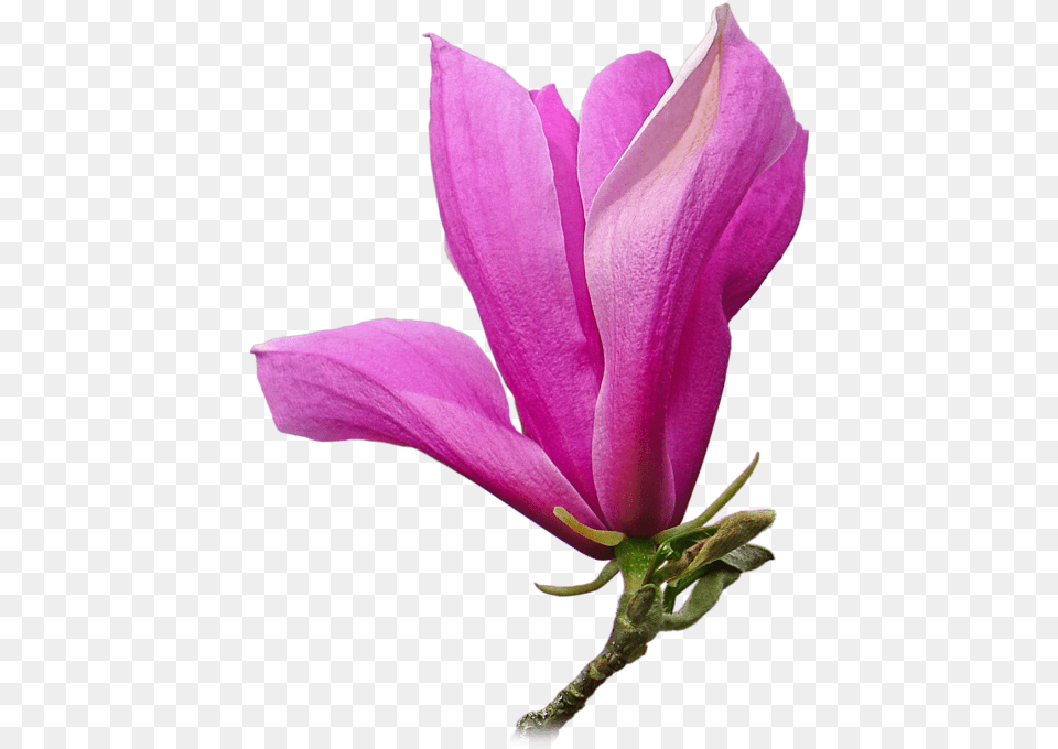 Pink Magnolia Flower Gill Billington Click And Drag Magnolia, Geranium, Petal, Plant Free Png