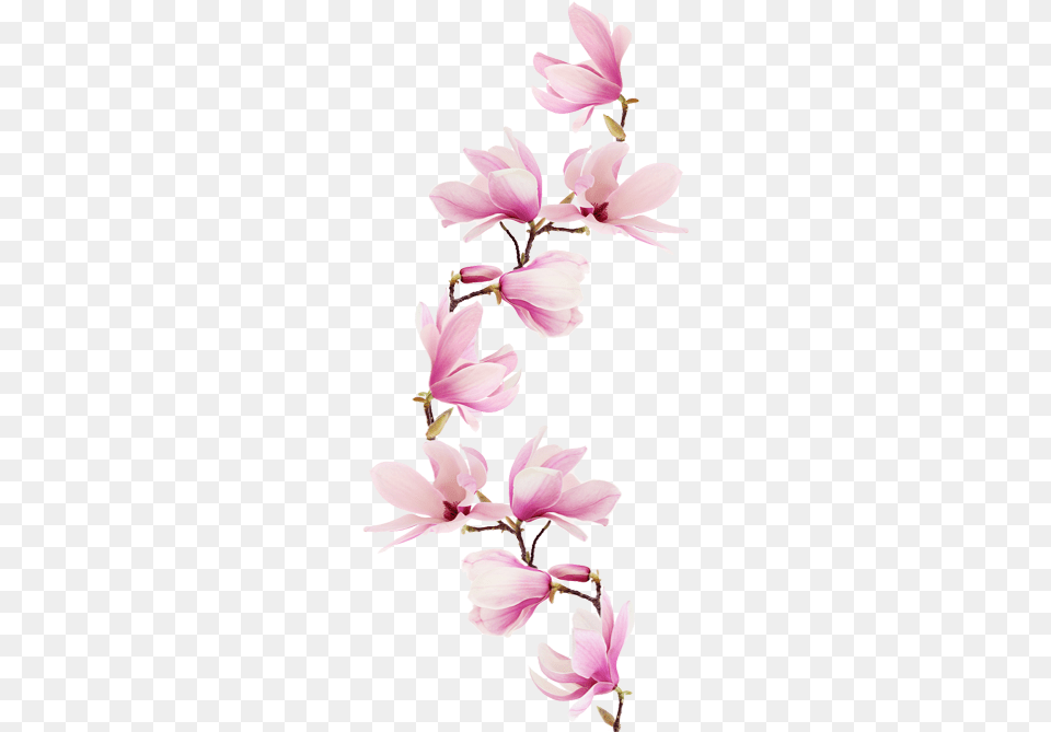 Pink Magnolia Tattoo, Flower, Petal, Plant, Orchid Free Png Download