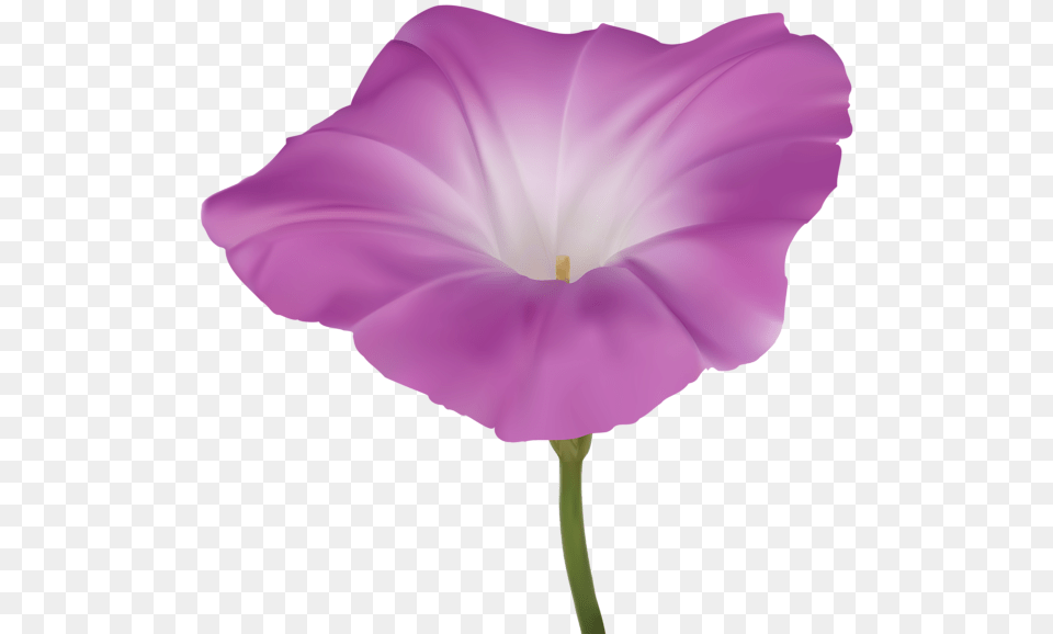 Pink Morning Glory Flower Clip Art Gallery, Geranium, Petal, Plant, Anther Free Transparent Png
