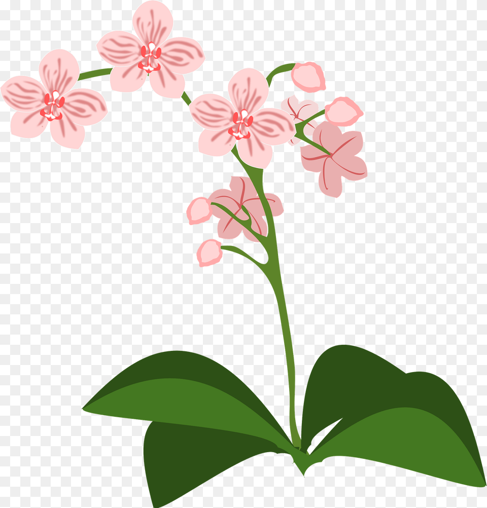Pink Moth Orchid Clipart, Flower, Geranium, Plant Free Png Download