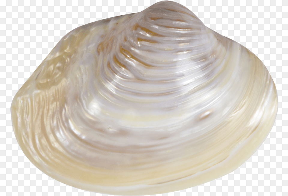 Pink Mussel Shell 6 8 Sea Shell No Back Ground, Animal, Clam, Food, Invertebrate Free Transparent Png