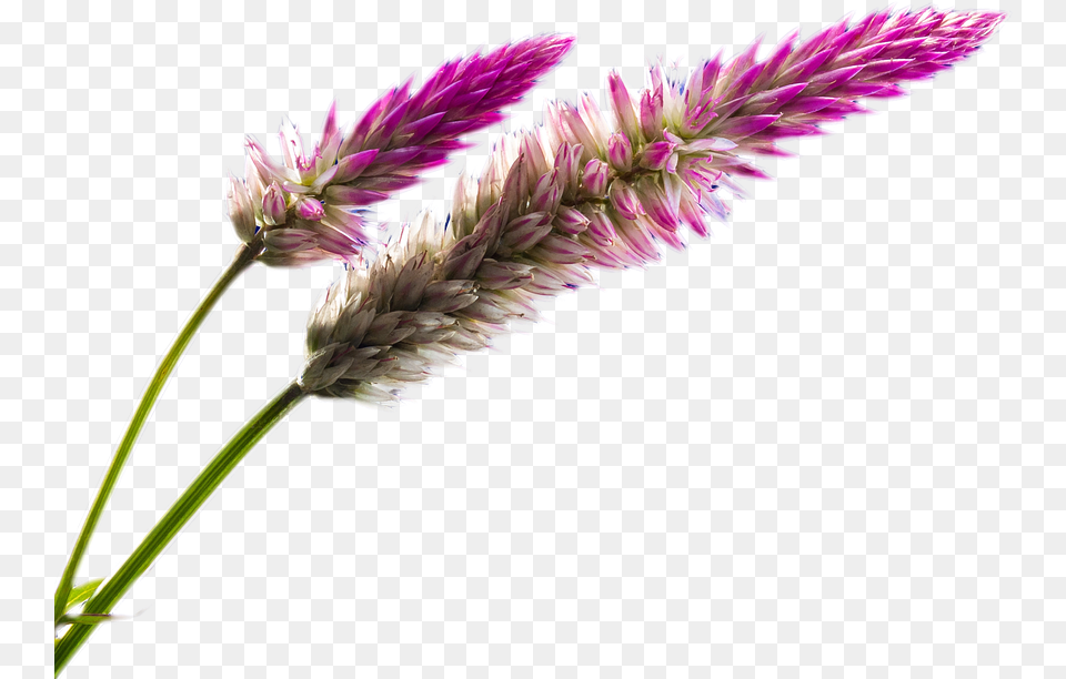 Pink Nature Field Flower, Grass, Lupin, Plant, Amaranthaceae Png Image