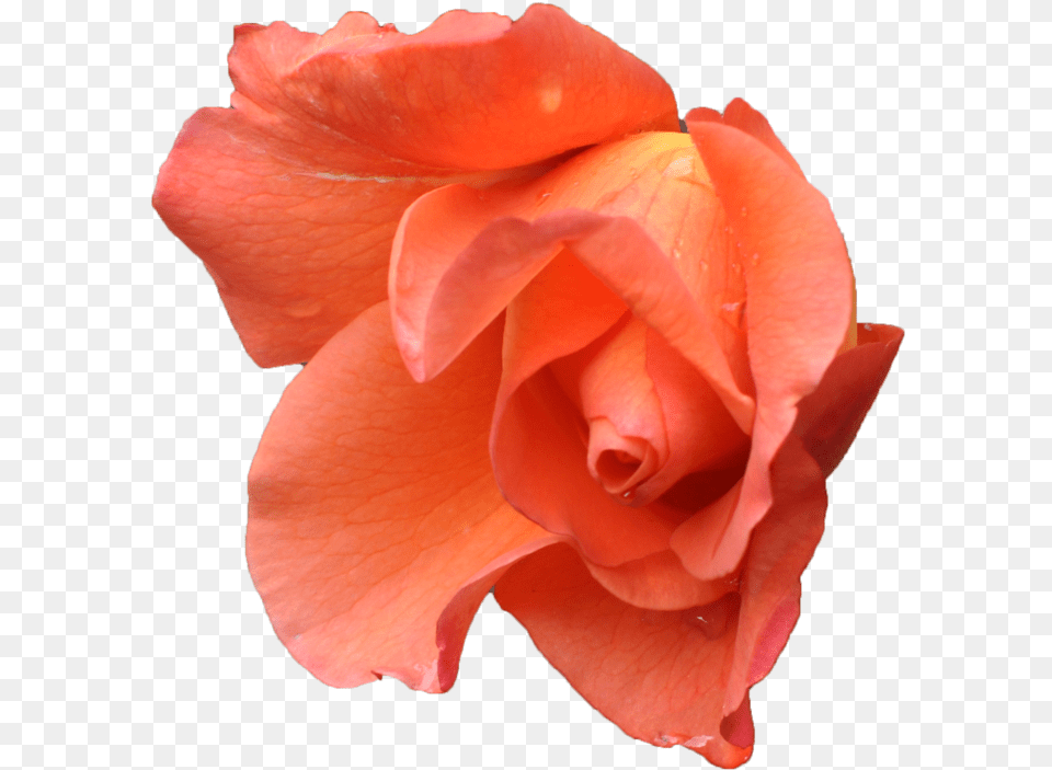 Pink Orange Flower, Petal, Plant, Rose Png