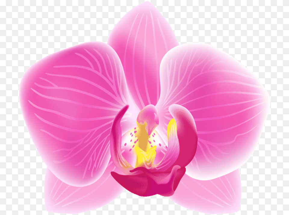 Pink Orchid, Flower, Plant Png Image
