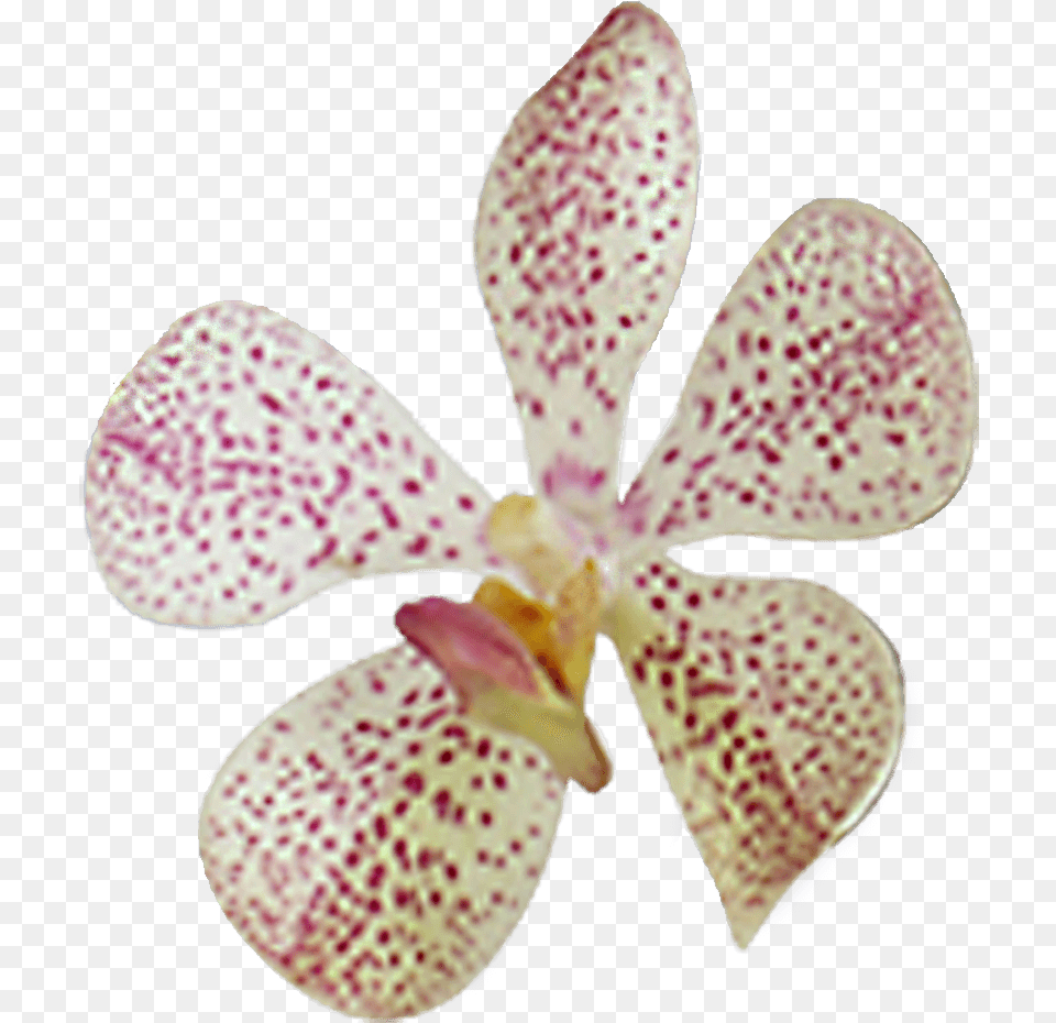 Pink Orchid Cheapest Flowers To Buy Online Moth Orchid, Flower, Plant, Petal Free Png