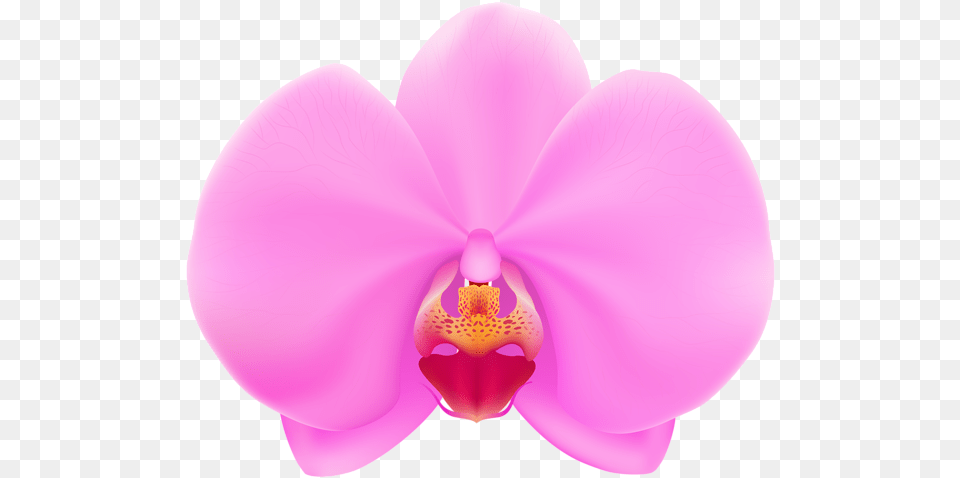 Pink Orchid Clip Art Orchid Flower Clipart, Plant Free Transparent Png