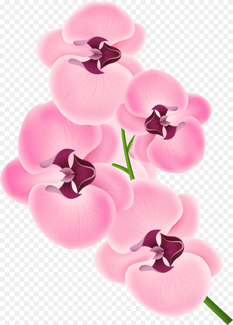 Pink Orchid Clipart Image Transparent Background Orchid Clipart, Flower, Plant, Petal, Geranium Png